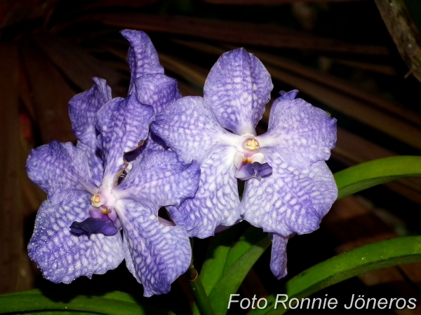 Vanda